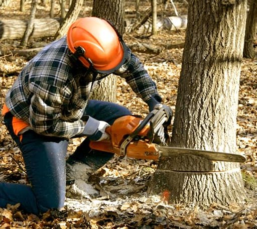 Tree Removal in Camp Point, IL